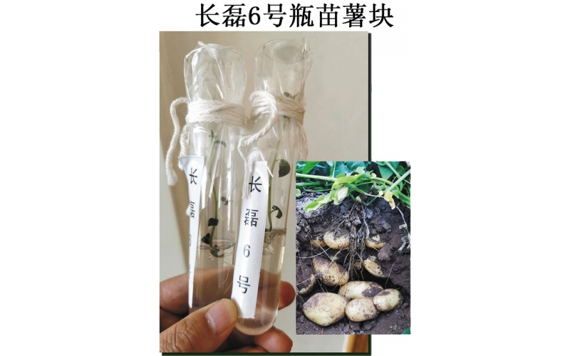 長磊農業(yè)科技開發(fā)有限公司品種研發(fā)